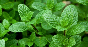 Jak správně pěstovat a pečovat o mátu ve skleníku